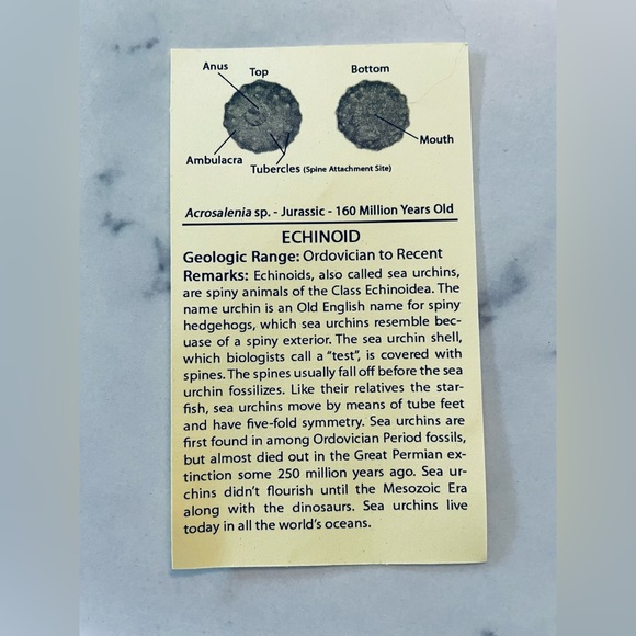 🦕 Educational Fossils Set: dinosaur, ammonite, petrified wood, etc. Geol… - Picture 16 of 16